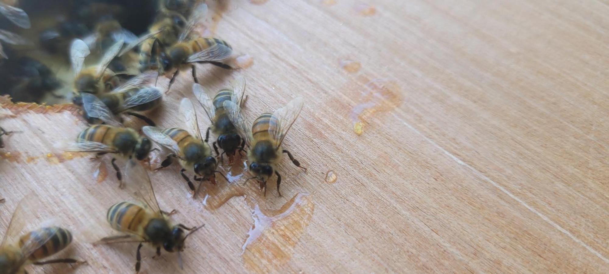 La Maison De L'Abeille De Percey Longeau-Percey المظهر الخارجي الصورة